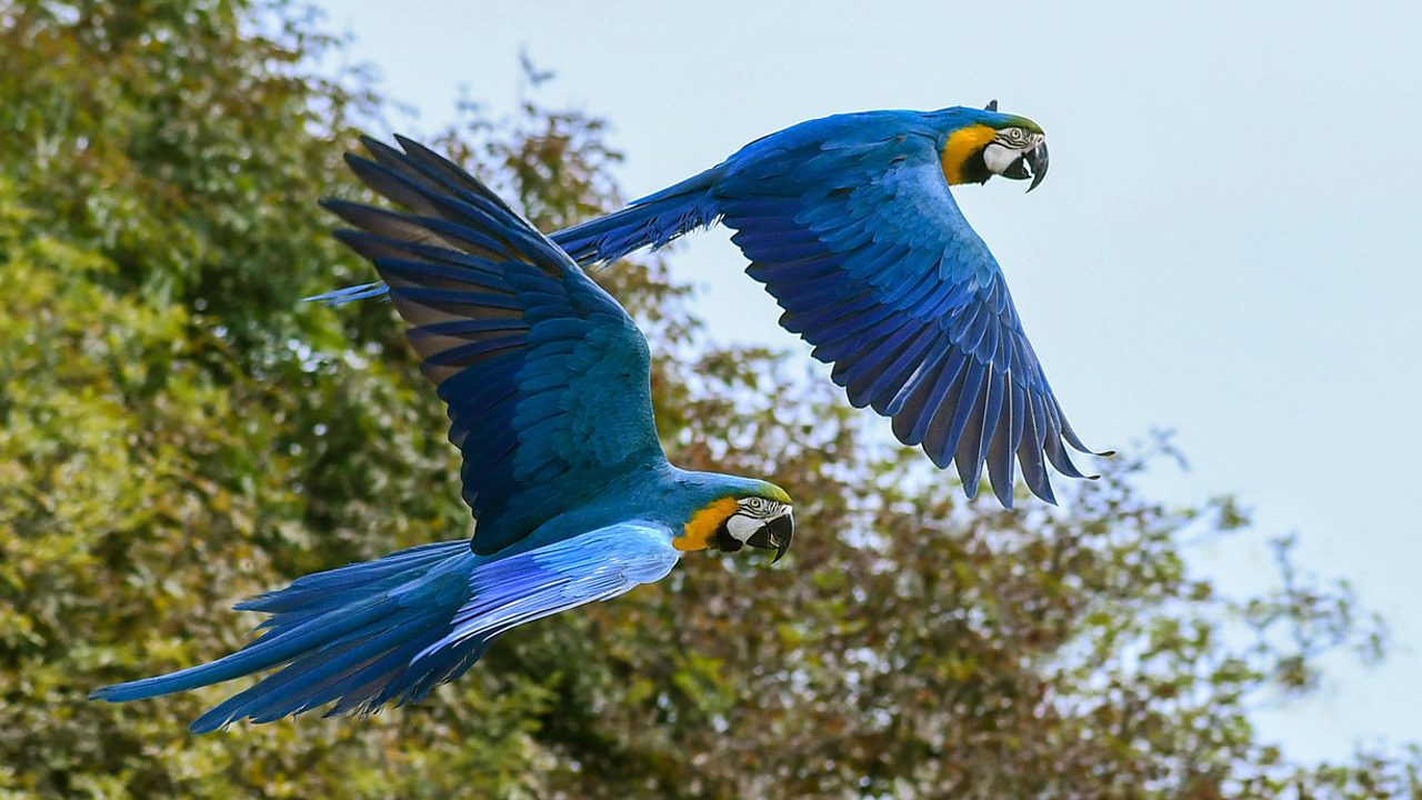 طائر الماكو الأزرق, الببغاء الأزرق, برية, طيور, انقراض, فيلم ريو