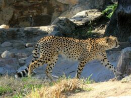 الفهد الصحراوي, حيوانات, حيوانات مهددة بالانقراض, مصر, الحياة البرية