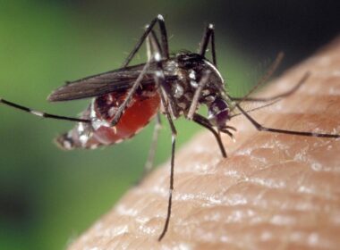 الملاريا, علوم, بيولوجي, دراسات علمية