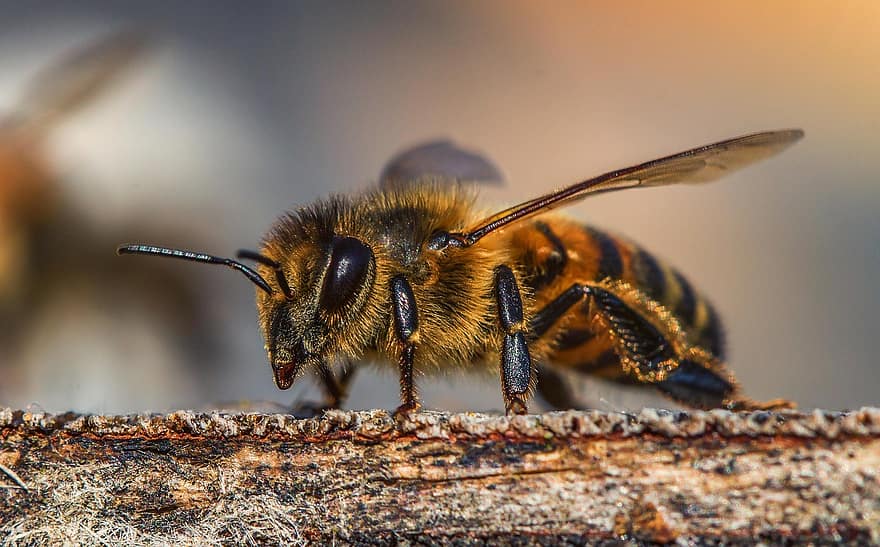 التوالد البكري في نحل العسل